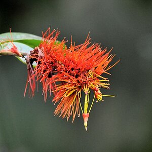 Blume
Burro-Burro River, Surama
2387