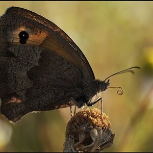 wiese2