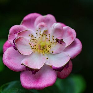 Wildrose