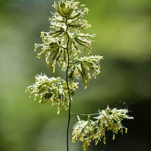 Wiesenknäulgras im Gegenlicht