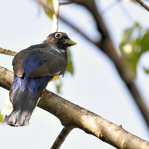 Weißschwanztrogon (White tailed trogon)
Burro-Burro River, Surama
2614
