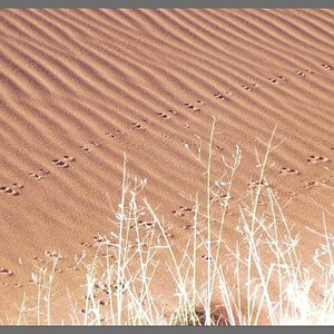 Soussosvlei_Düne 45