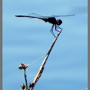 Okavango_Delta