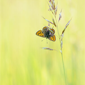 In der Wiese