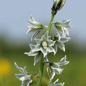 Wiesenschaumkraut
