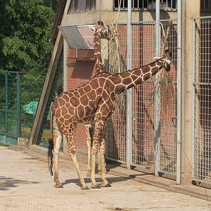 Tiergarten 07 06 13 005 1