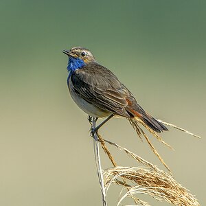 20130623 2855 [NIKON D7100] 850 mm,1 1250 Sek. bei ƒ   8,0