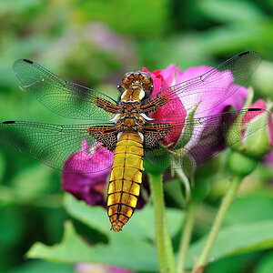 Libelle