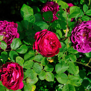 Rosen