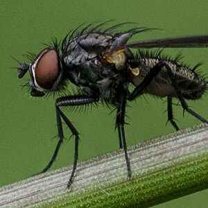 Mini Fliege
