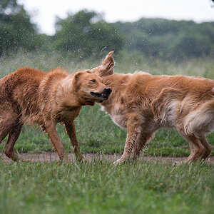 hundewiesentreffen4