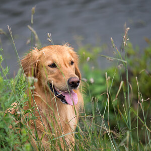 hundewiesentreffen6