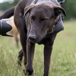 Lupa in the rain