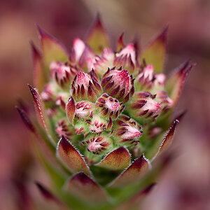 kenzaburo blumen 100