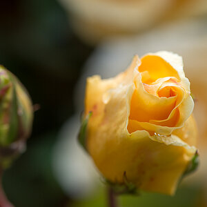 kenzaburo blumen 102
