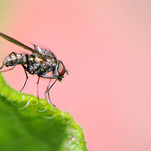 Fliege 2013 07