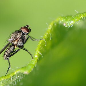 Fliege 2013 07 2