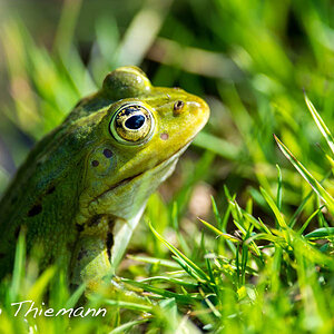 Teichfrosch