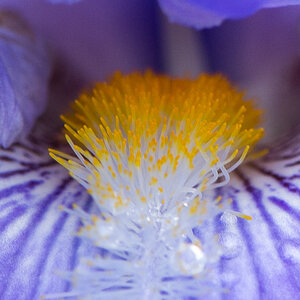 kenzaburo blumen 110