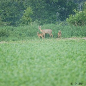 Reh mit Kitz (4)