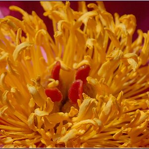 Rote Pfingstrose (Ausschnitt)