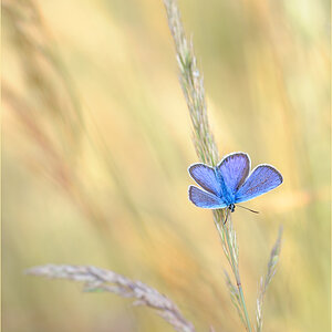 In der Wiese