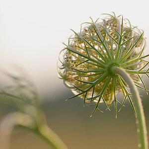 357wiesenblumen