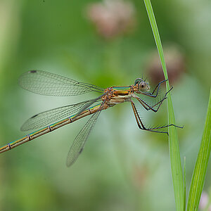 Binsenjungfer Kleine (w) 05 2013 07 05