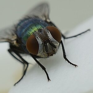 Fliege DSC5056 1