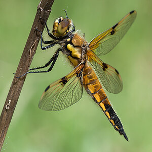 Vierflecklibelle (m) 07 2013 05 08
