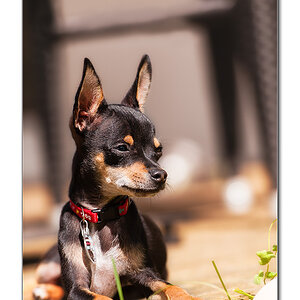 Mr.Pepper beim chillen