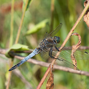 Blaupfeil Östlicher 2013 07 21 01