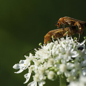 insekten 01