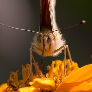 Falter frontal (1 von 1)