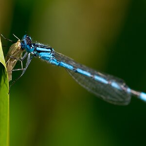 Libelle mit Beute (1 von 1)