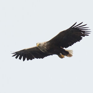 Eagle 1 2