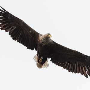 Eagle 1 3