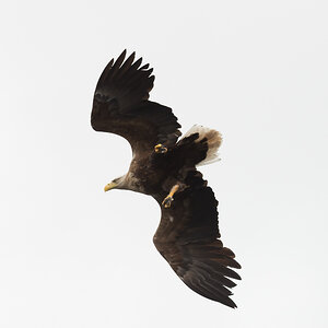 Eagle 1 4