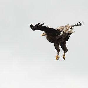 Eagle 1 5