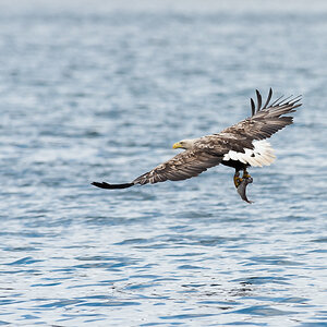 Eagle 1 6