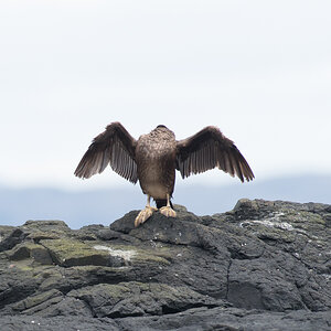 Eagle 1 9