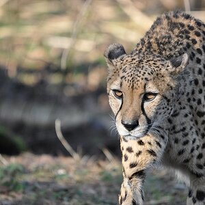 Gepard (112)