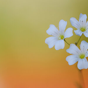 Blume4 1
