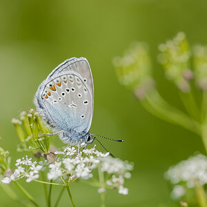 Schmetterling