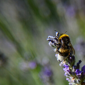 18 mm + Makrolinse, 1/3200, f5.6, ISO 400