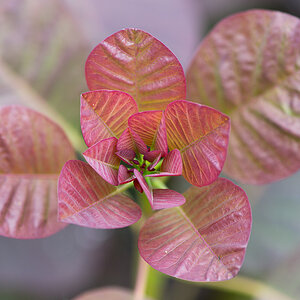 kenzaburo blumen 141