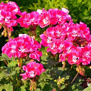 DSC 0048
