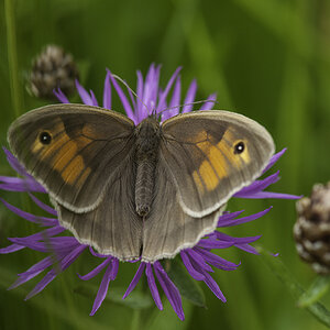 schmetterling 3