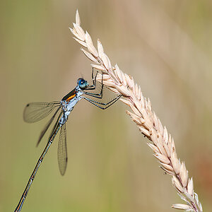 Binsenjungfer Gemeine 2013 07 21 03