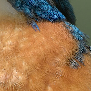 Eisvogelcrop2317